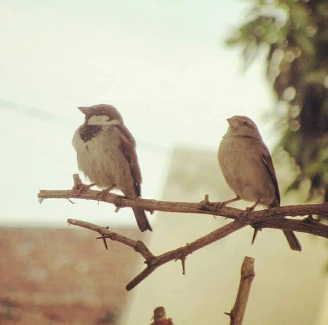Sparrow family