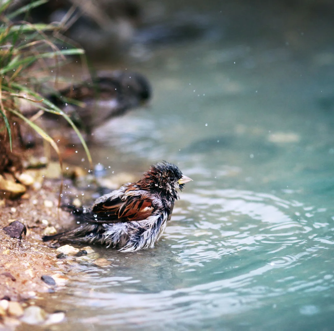sparrowinwater